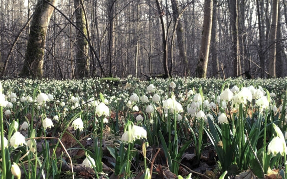 Weiße Blumen im Wald